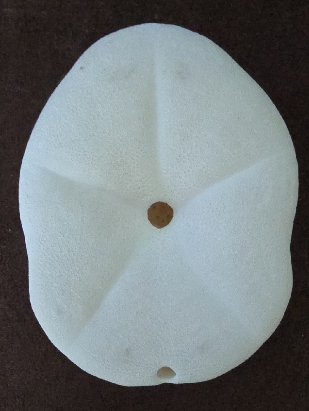 Real Decorative White Two Starfish and Sand Dollar And Sea Biscuit! - Picture 7 of 12